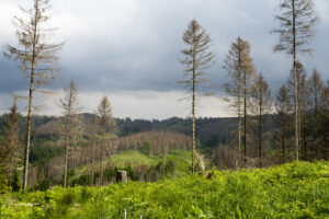 Harz mit toten Flecken